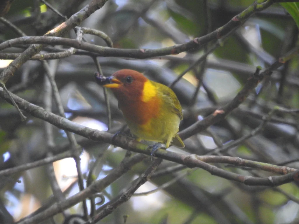 红头裸鼻雀(Hemithraupis ruficapilla)