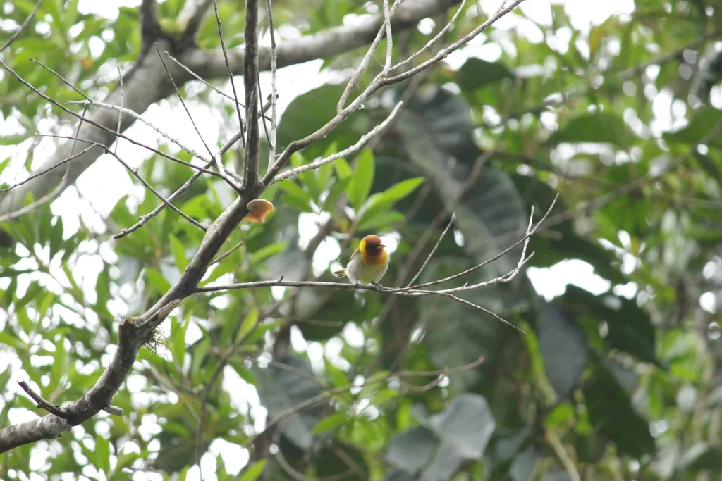红头裸鼻雀(Hemithraupis ruficapilla)