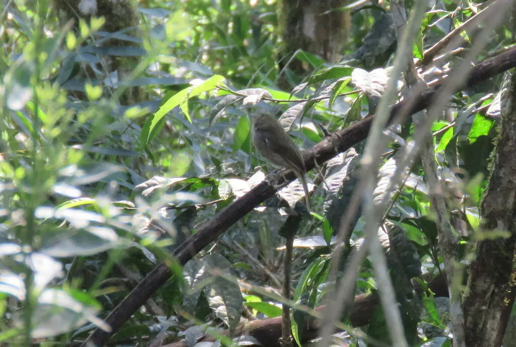 淡褐胸侏霸鹟(Hemitriccus diops)