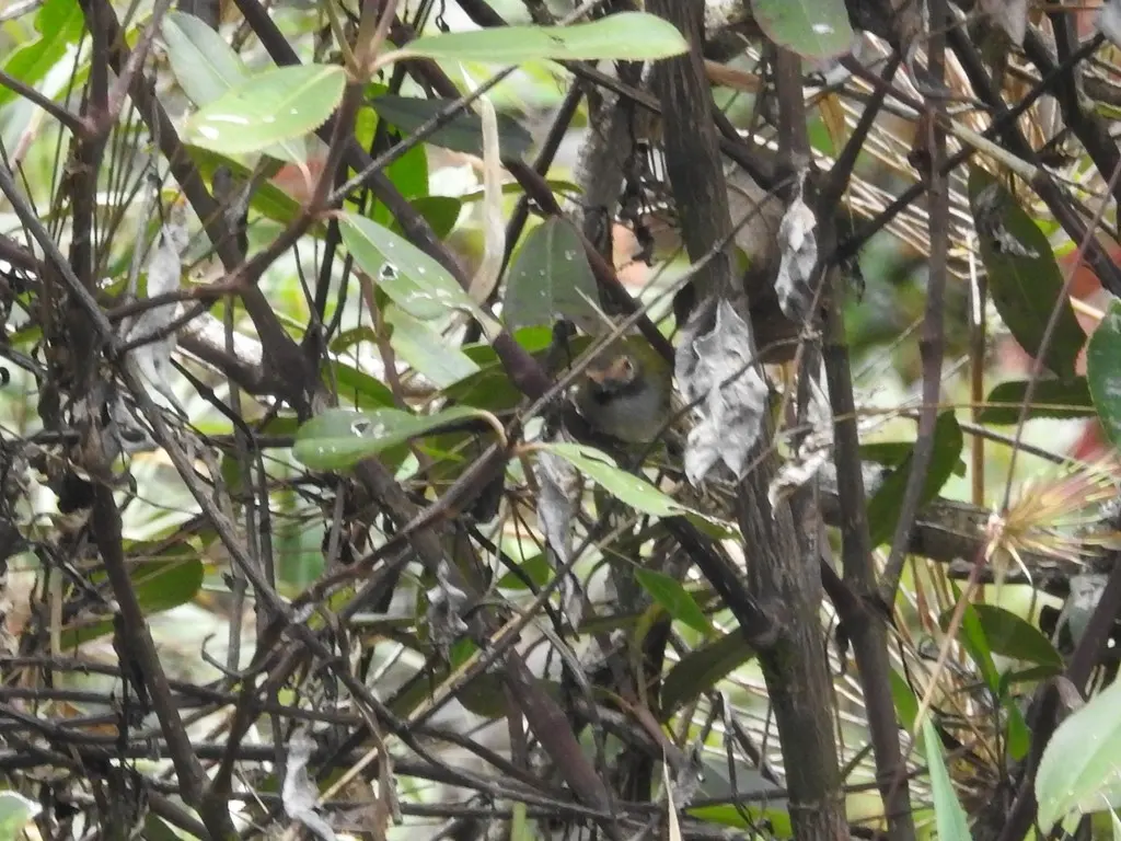 黑喉哑霸鹟(Hemitriccus granadensis)