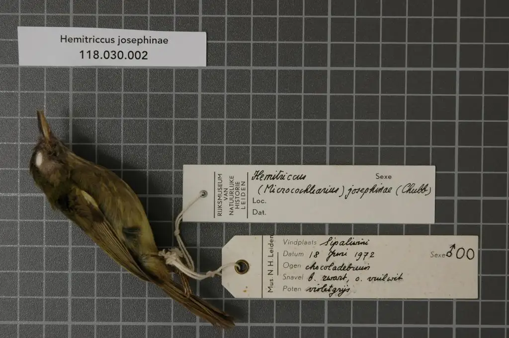 阔嘴哑霸鹟(Hemitriccus josephinae)