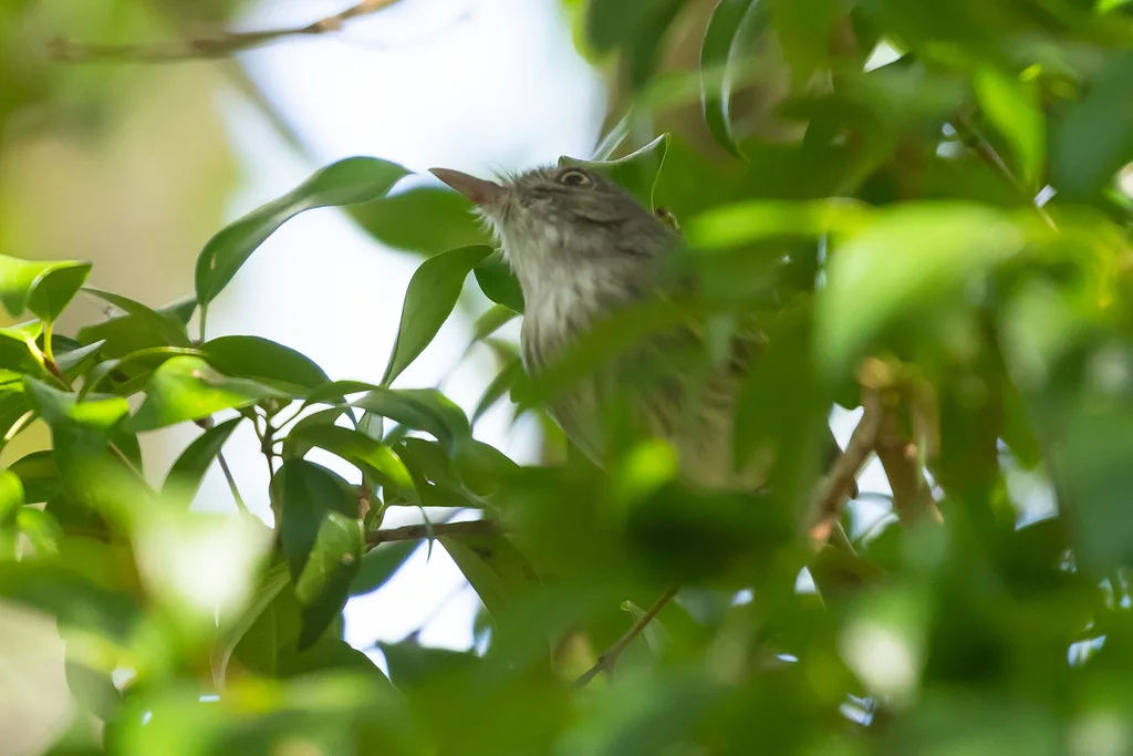 斑臀哑霸鹟(Hemitriccus margaritaceiventer)