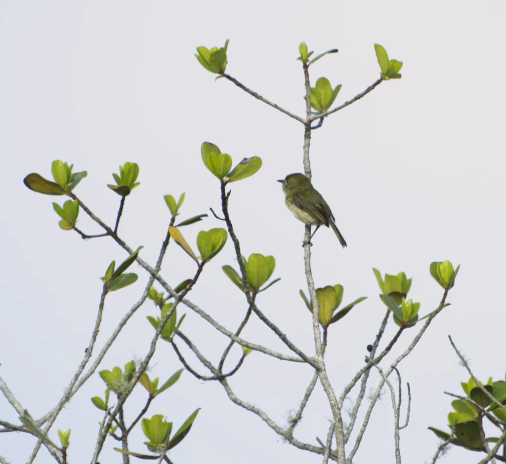 悬巢哑霸鹟(Hemitriccus nidipendulus)