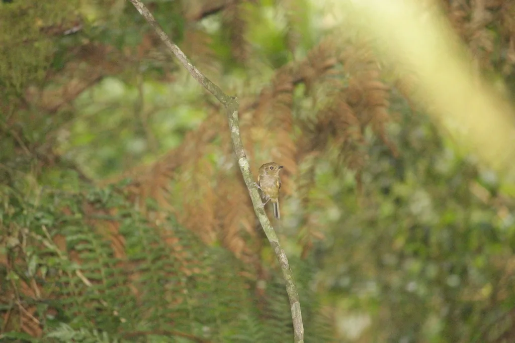 褐胸侏霸鹟(Hemitriccus obsoletus)