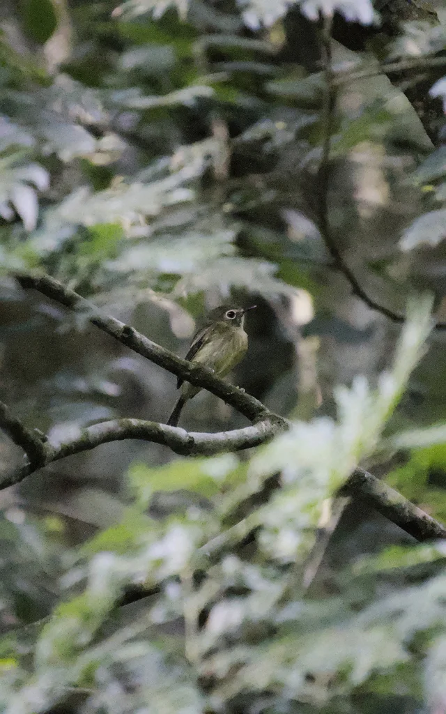 橄榄色哑霸鹟(Hemitriccus orbitatus)