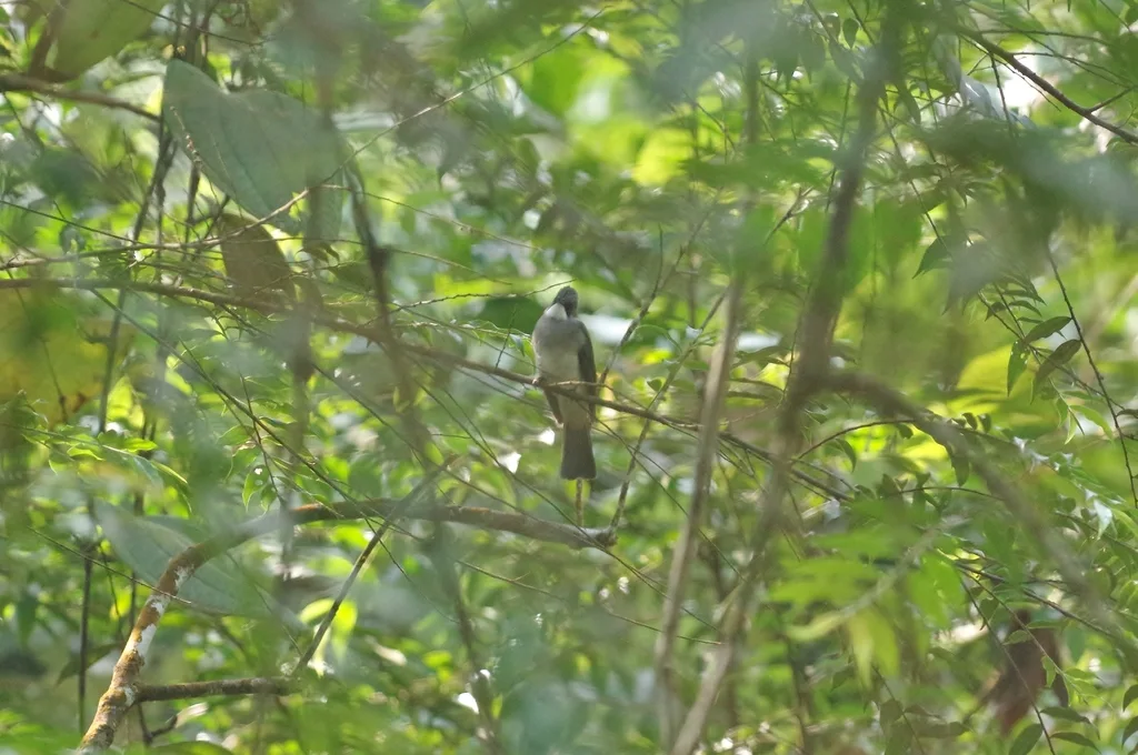 灰黑短脚鹎(Hemixos cinereus)