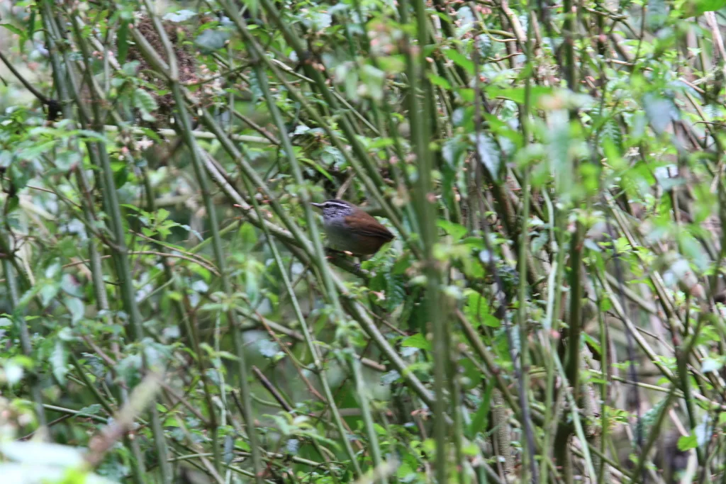 灰胸林鹩(Henicorhina leucophrys)