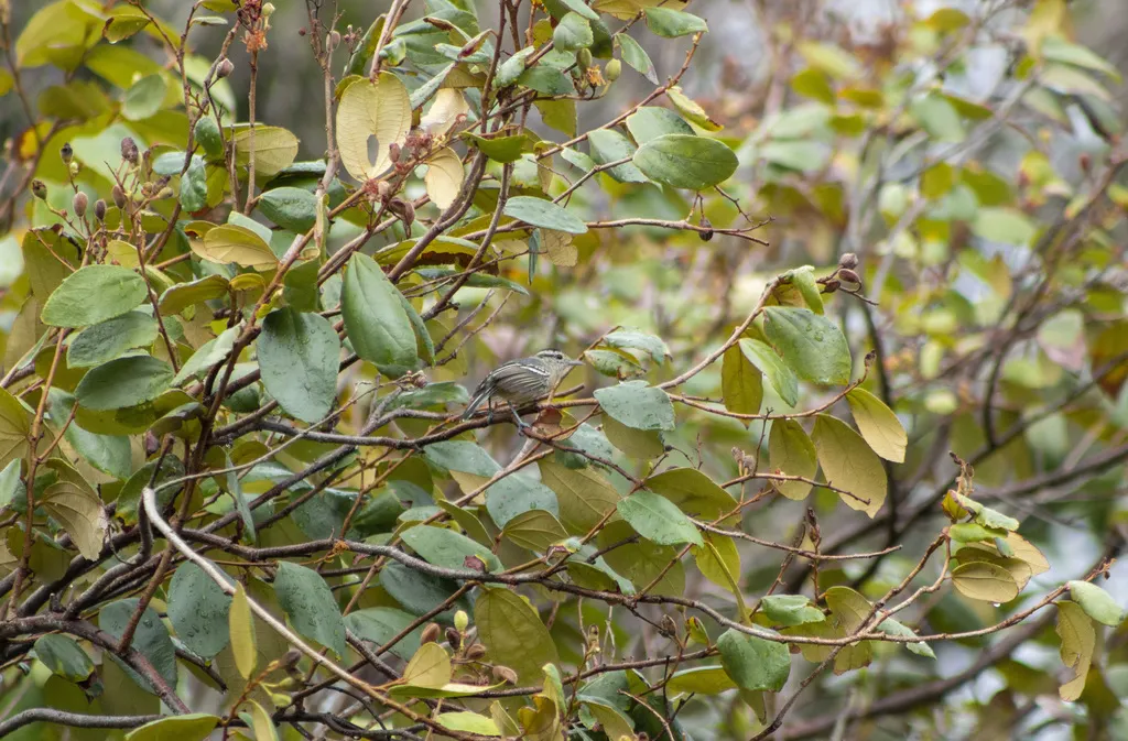 黑顶蚁鹩(Herpsilochmus atricapillus)