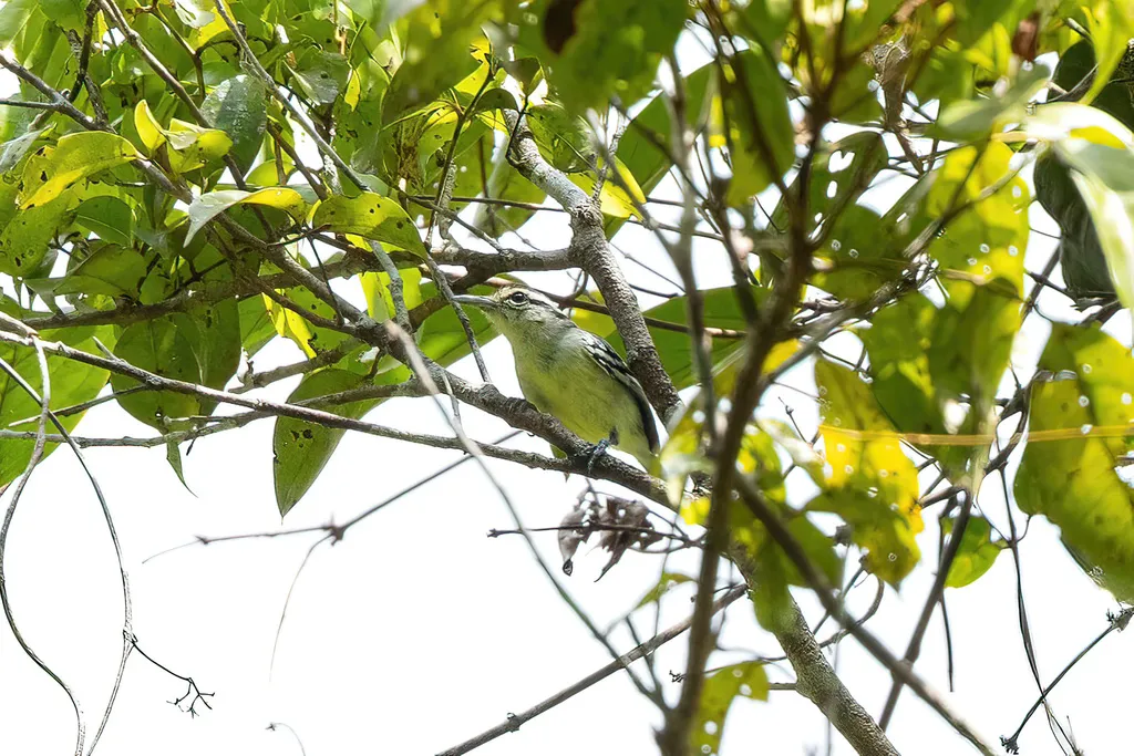 原蚁鹩(Herpsilochmus gentryi)