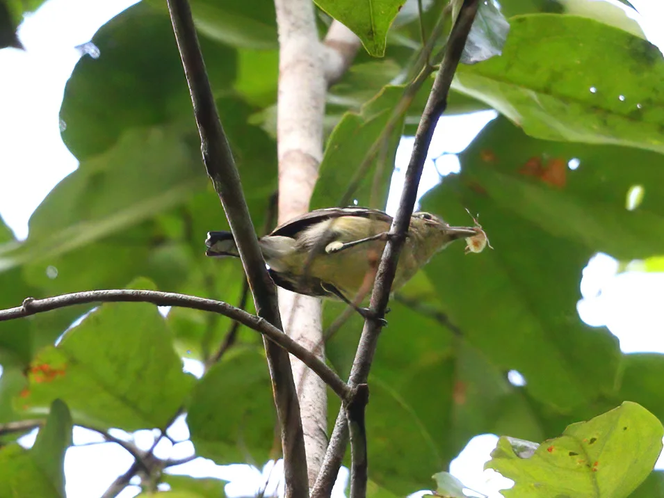 原蚁鹩(Herpsilochmus gentryi)