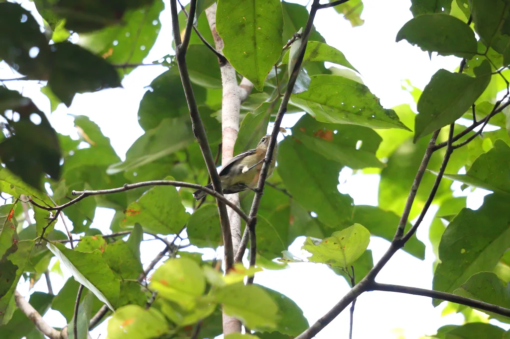 原蚁鹩(Herpsilochmus gentryi)