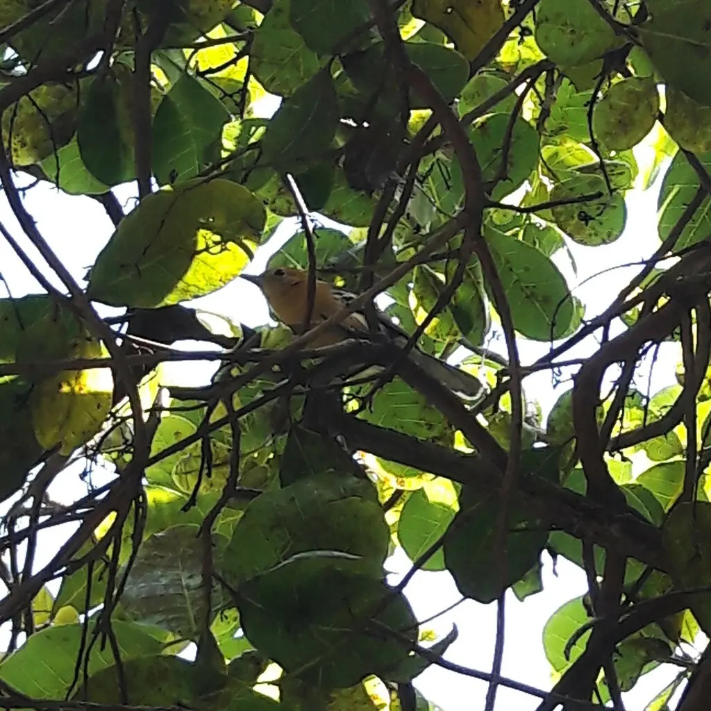 大嘴蚁鹩(Herpsilochmus longirostris)
