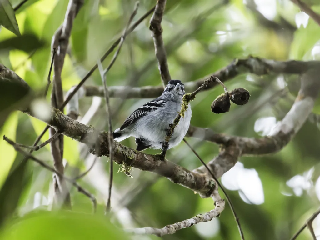 灰喉蚁鹩(Herpsilochmus parkeri)