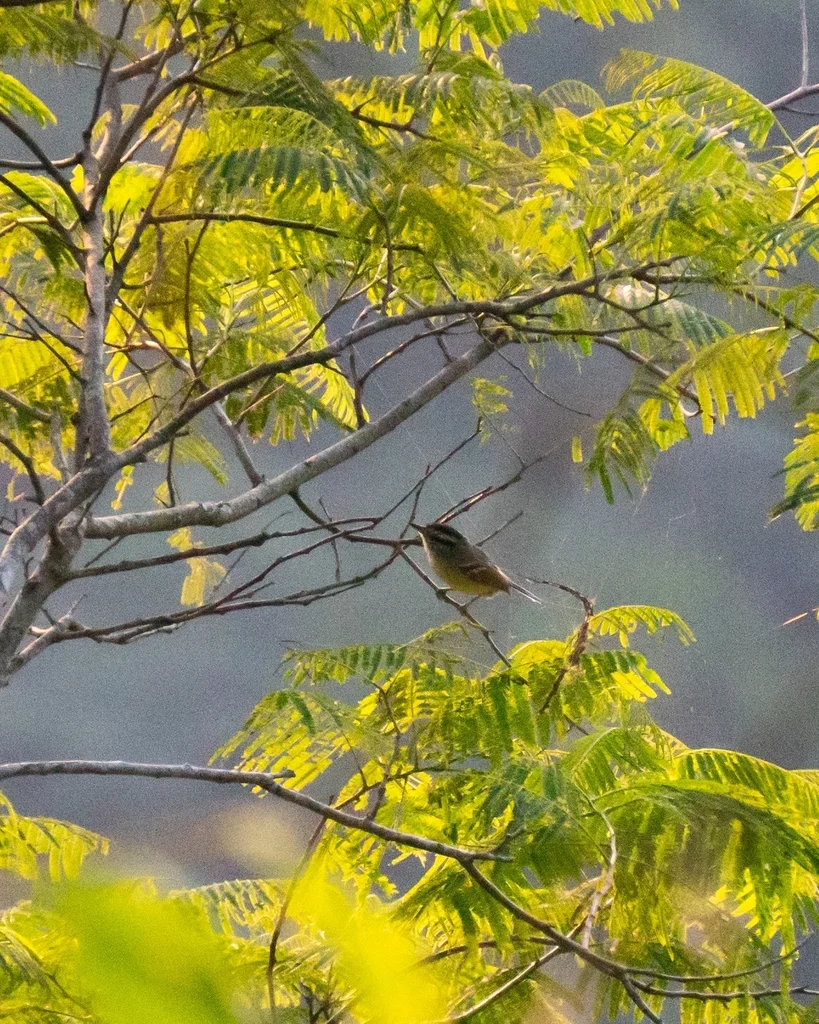 棕翅蚁鹩（Herpsilochmus rufimarginatus）