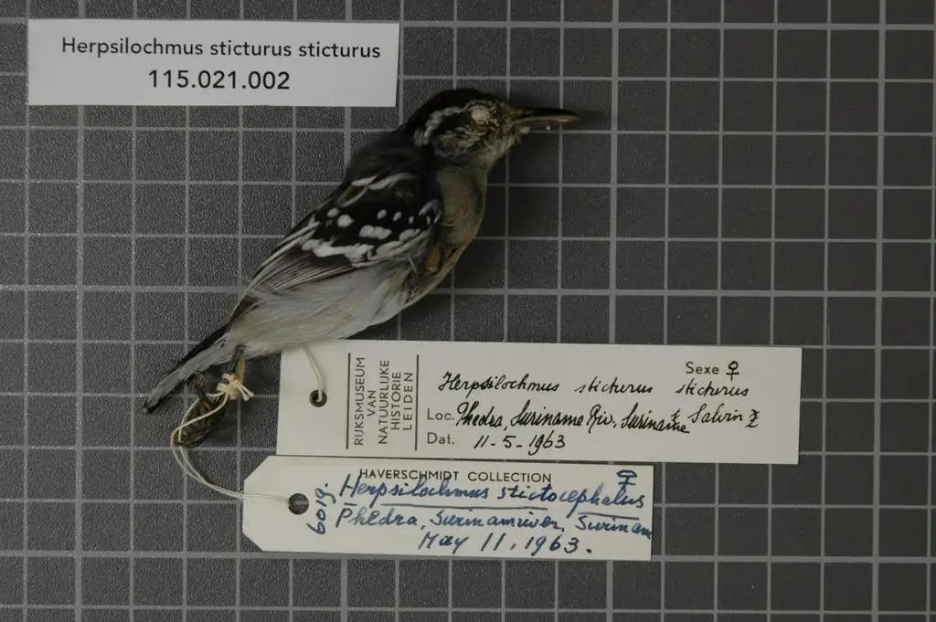 点斑尾蚁鹩(Herpsilochmus sticturus)