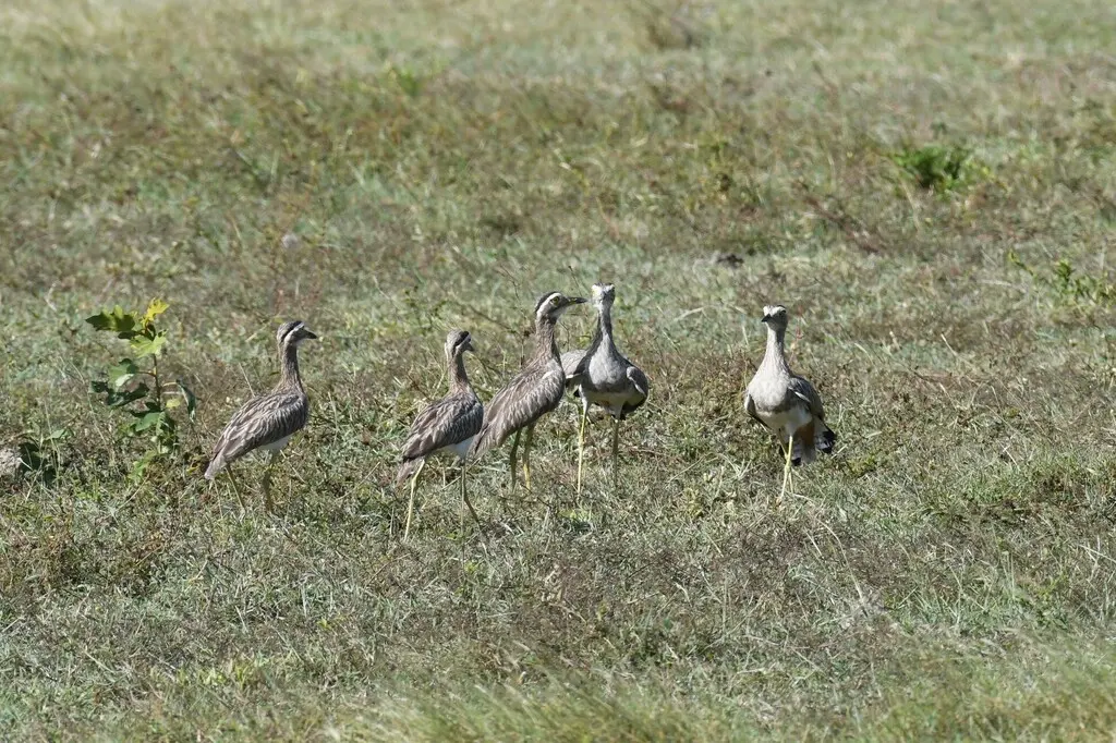 双纹石鸻（Hesperoburhinus bistriatus）