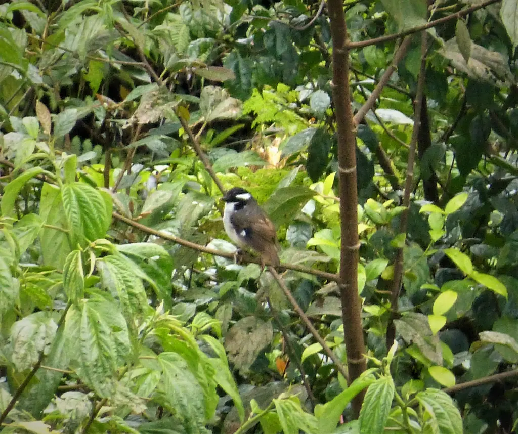 黑顶丛鹟(Heteromyias armiti)
