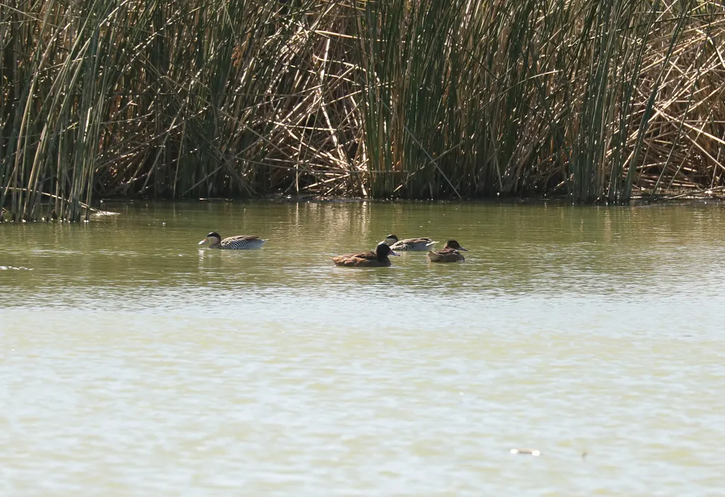 黑头鸭(Heteronetta atricapilla)
