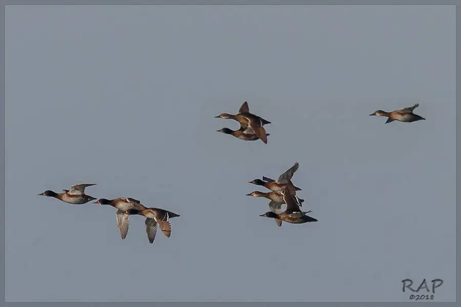 黑头鸭(Heteronetta atricapilla)