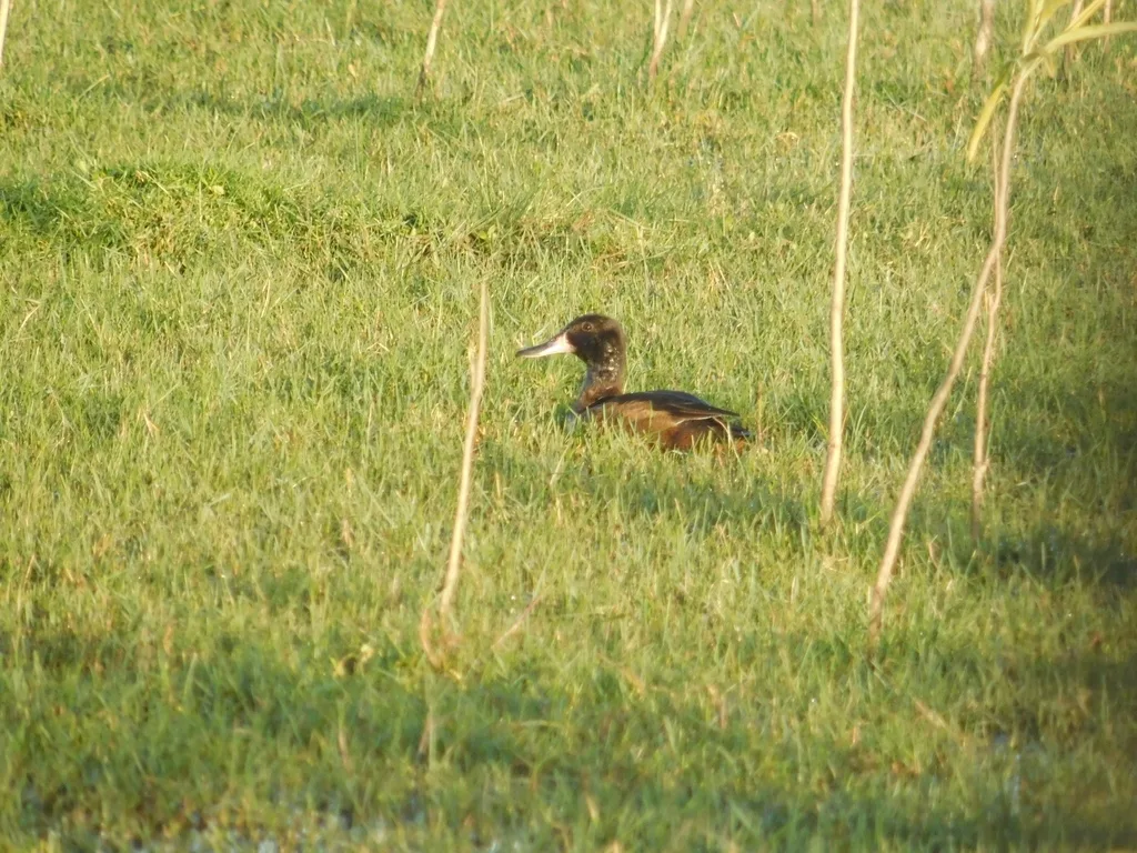 黑头鸭(Heteronetta atricapilla)