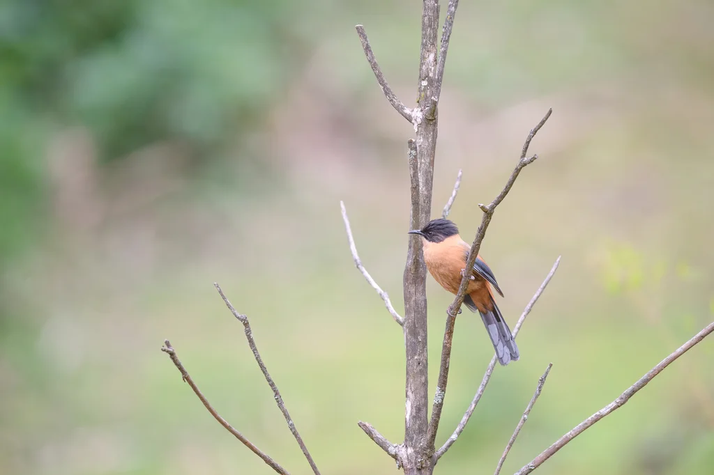 黑顶奇鹛（Heterophasia capistrata）