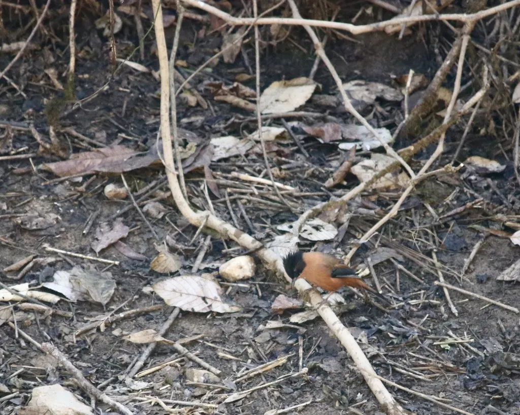 黑顶奇鹛（Heterophasia capistrata）