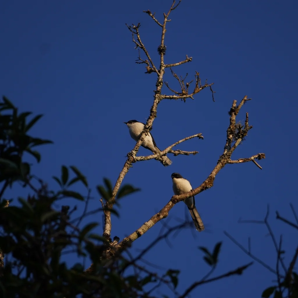 黑背奇鹛（Heterophasia melanoleuca）