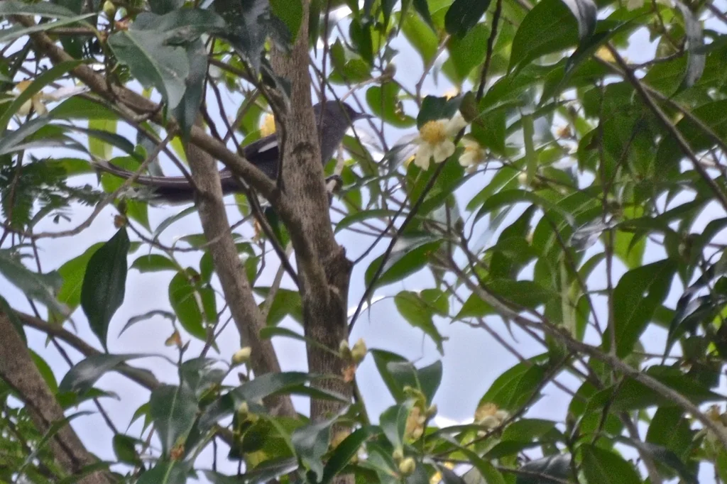 长尾奇鹛(Heterophasia picaoides)