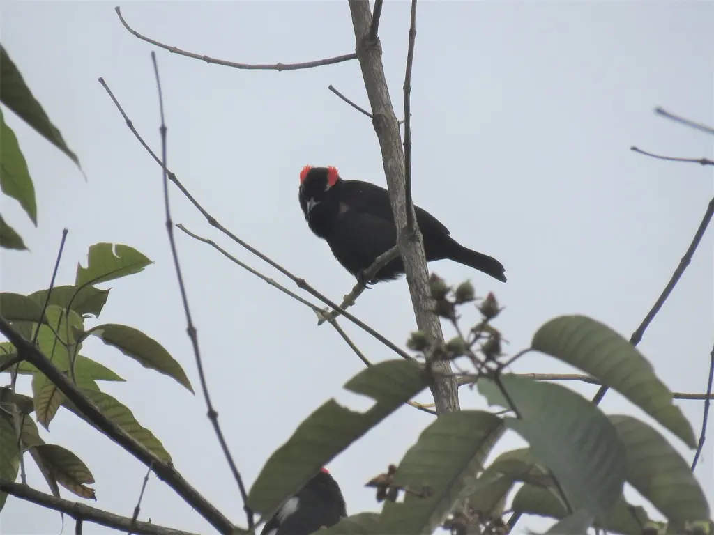红眉唐纳雀(Heterospingus xanthopygius)