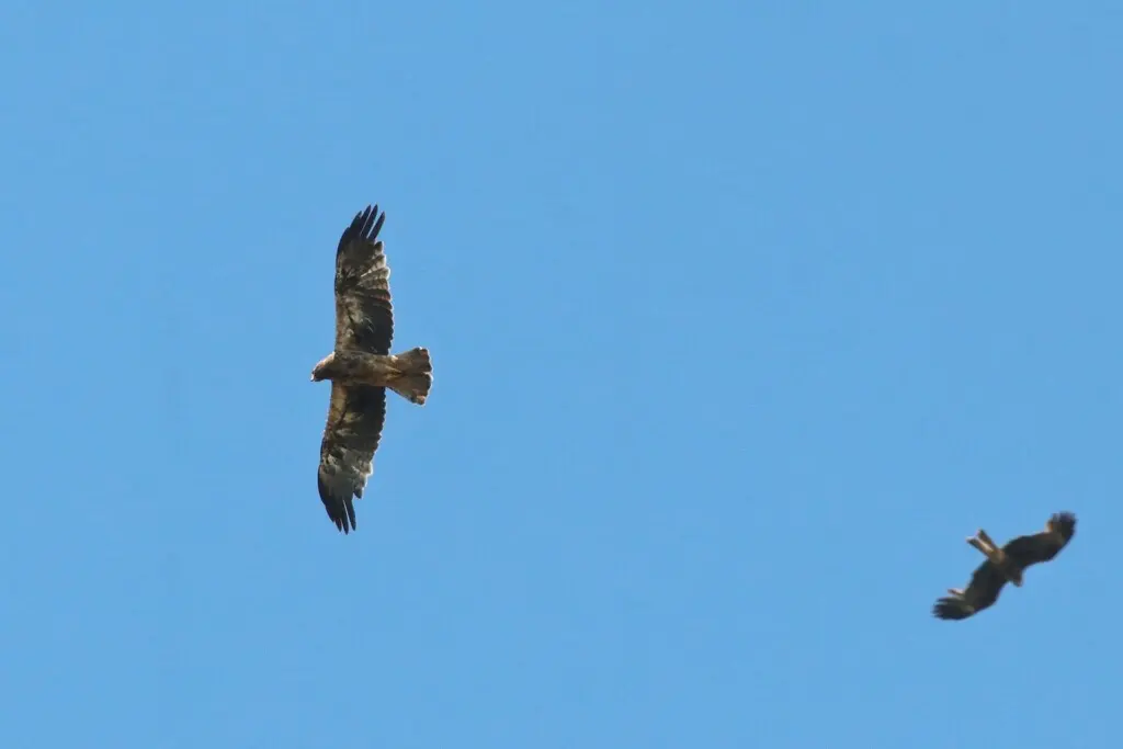 靴隼雕（Hieraaetus pennatus）