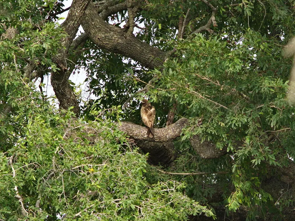细嘴雕(Hieraaetus wahlbergi)
