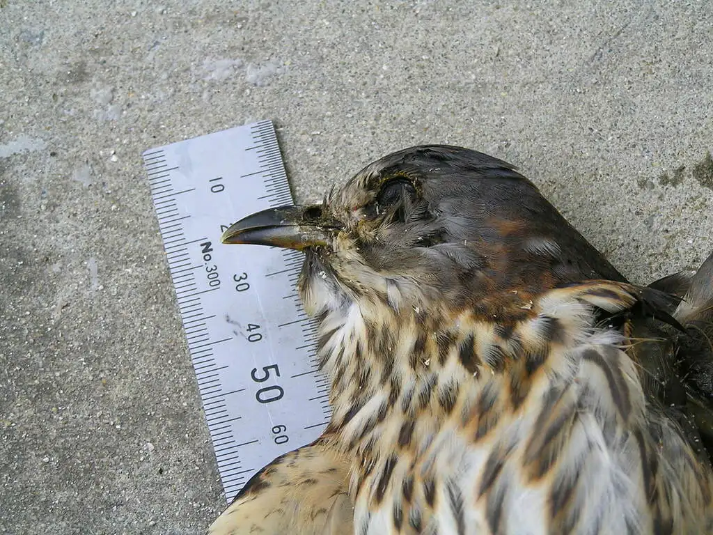 棕腹鹰鹃(Hierococcyx nisicolor)
