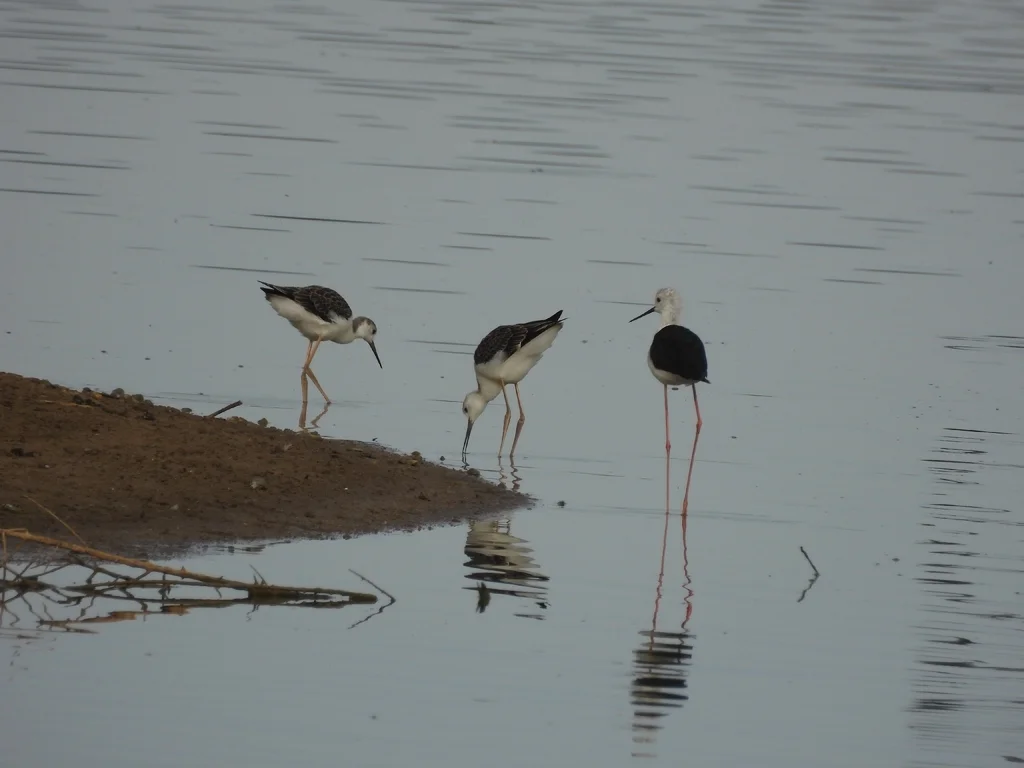 黑翅长脚鹬(Himantopus himantopus)