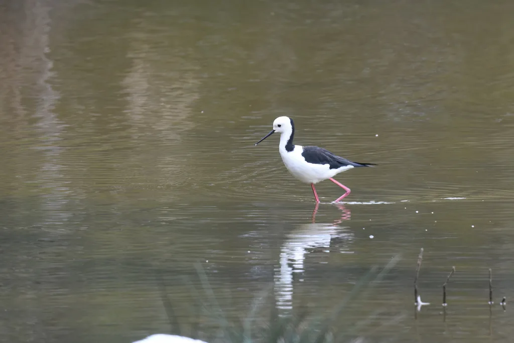 澳洲长脚鹬(Himantopus leucocephalus)