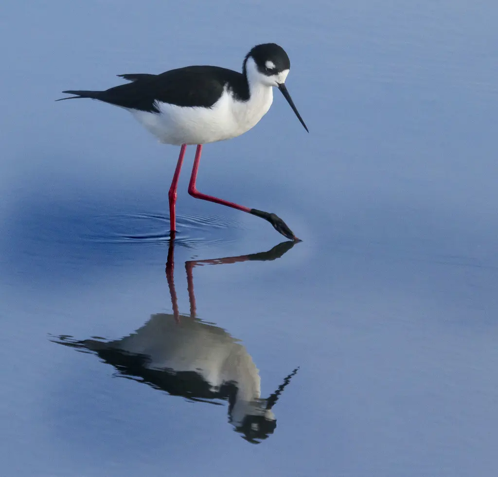 黑颈长脚鹬(Himantopus mexicanus)