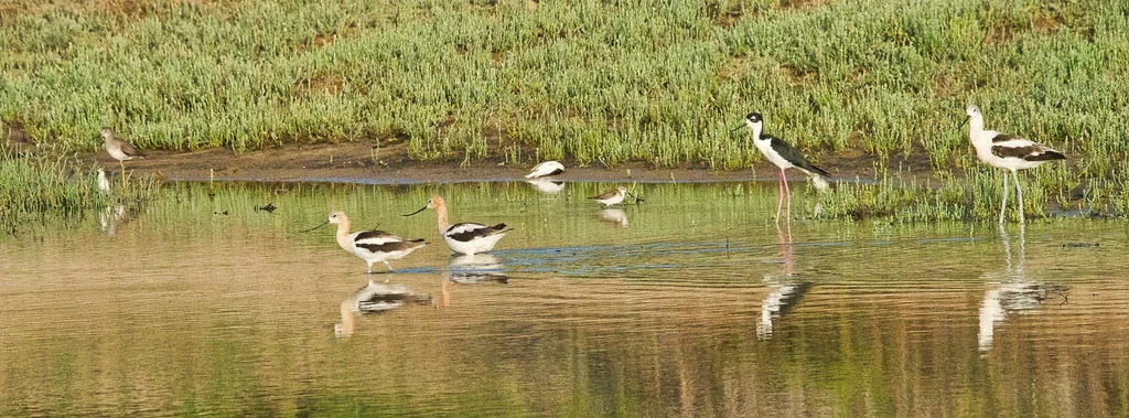 黑颈长脚鹬(Himantopus mexicanus)
