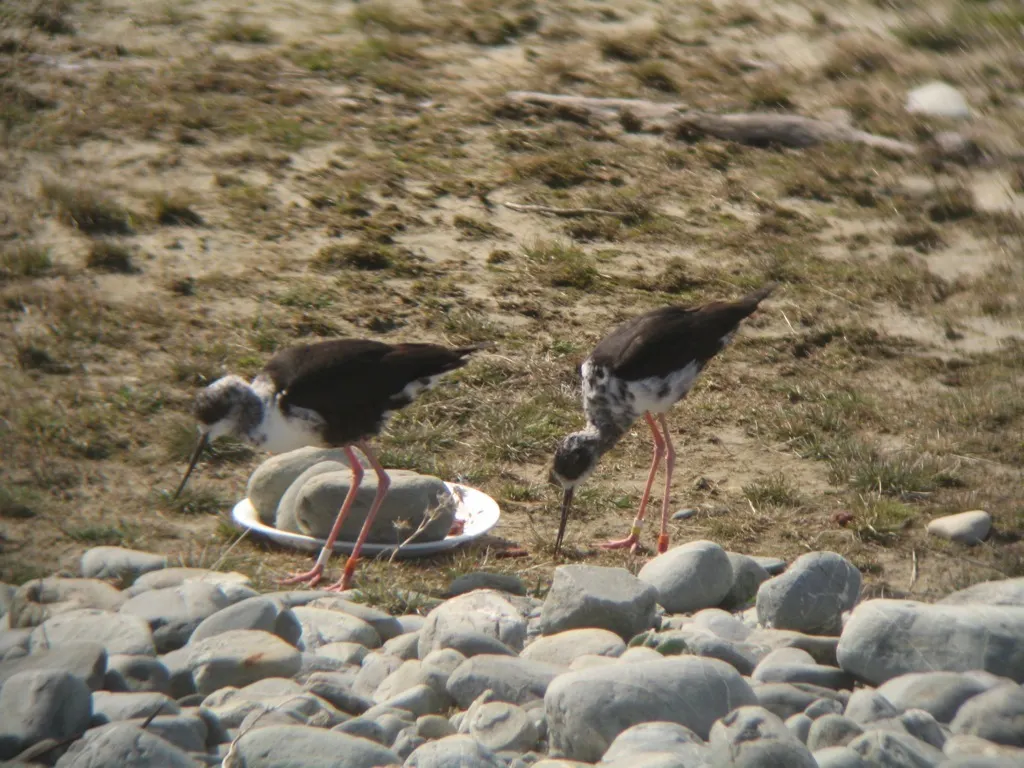 黑长脚鹬(Himantopus novaezelandiae)
