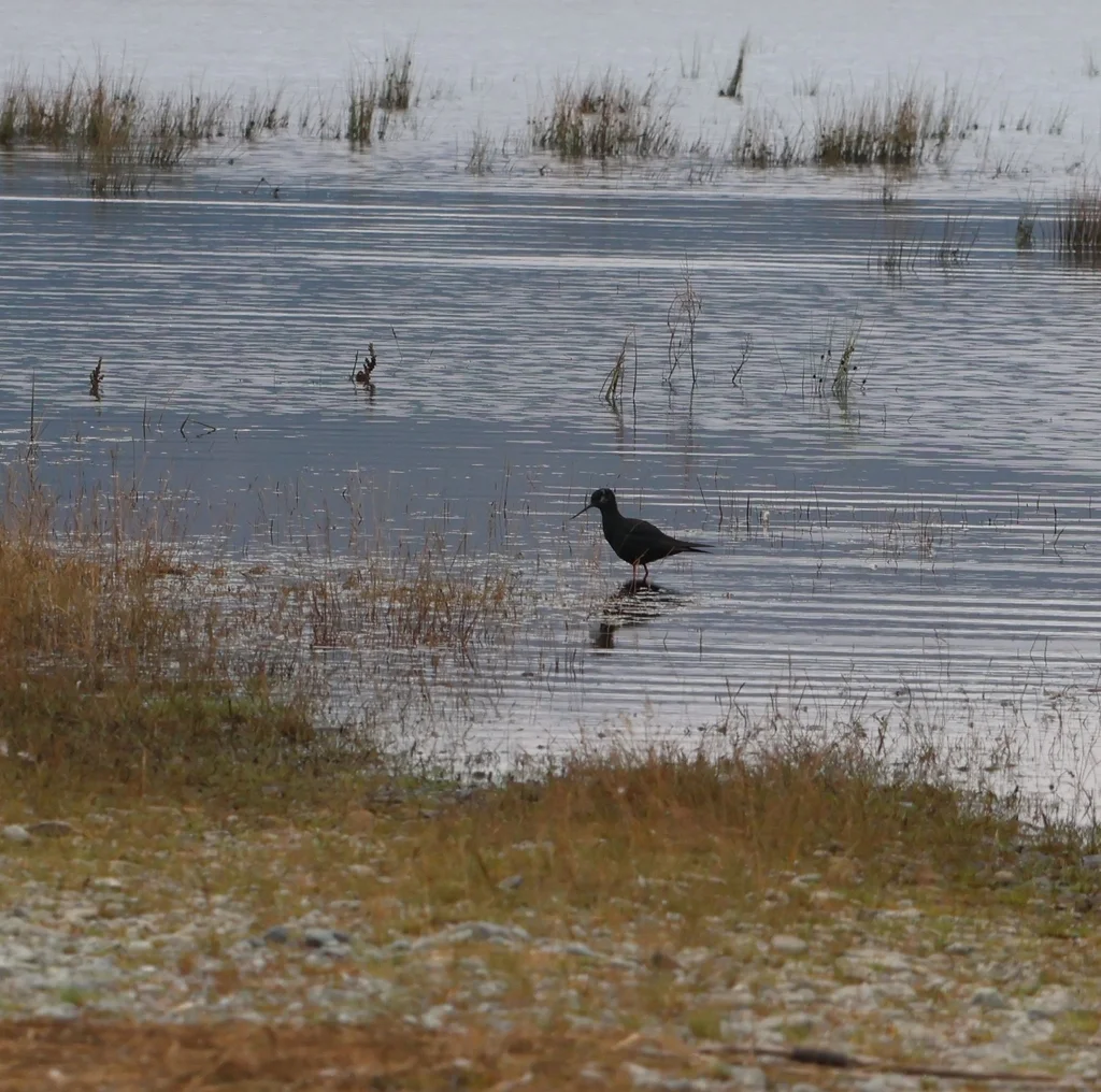 黑长脚鹬(Himantopus novaezelandiae)
