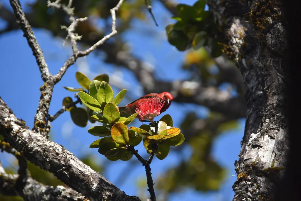 白臀蜜雀(Himatione sanguinea)