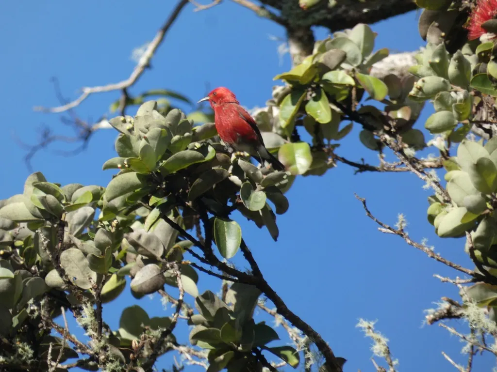白臀蜜雀(Himatione sanguinea)