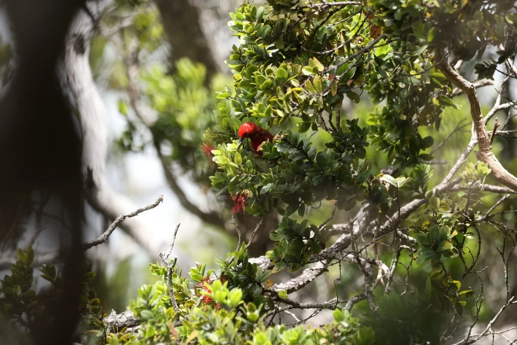 白臀蜜雀(Himatione sanguinea)