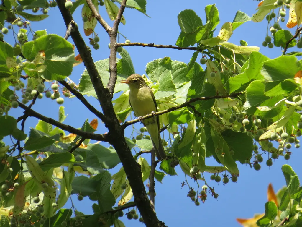 绿篱莺(Hippolais icterina)
