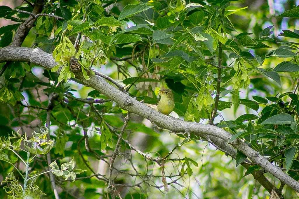 绿篱莺(Hippolais icterina)
