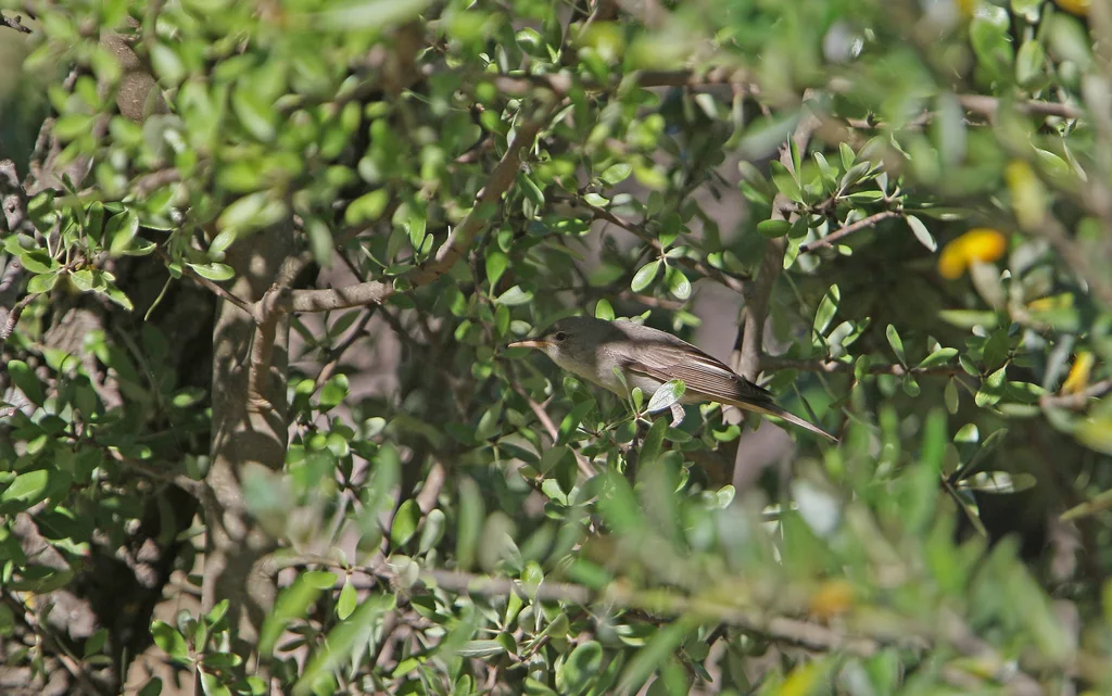 橄榄篱莺(Hippolais olivetorum)