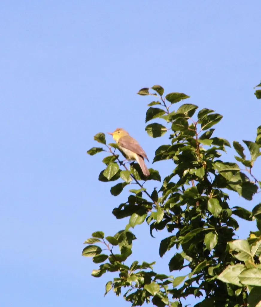 歌篱莺(Hippolais polyglotta)