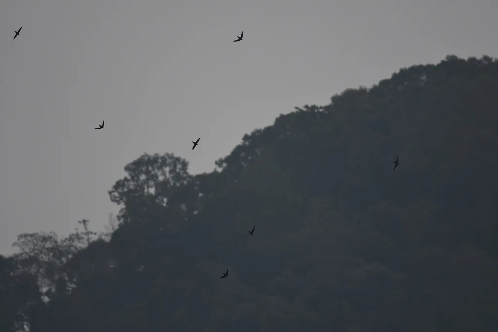 灰喉针尾雨燕(Hirundapus cochinchinensis)