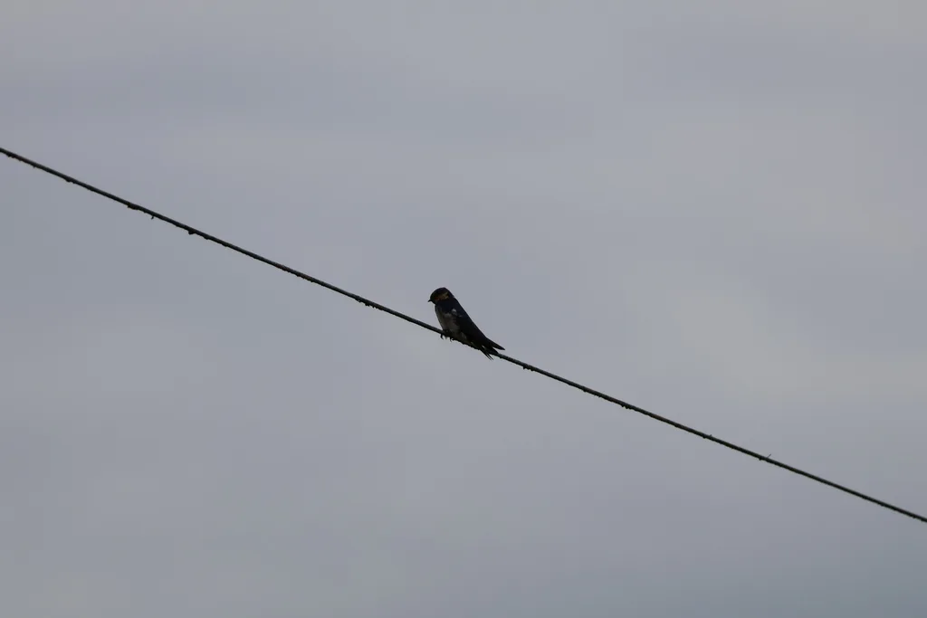 红额燕(Hirundo aethiopica)