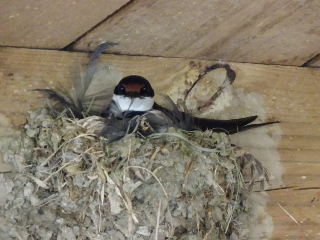 白喉燕(Hirundo albigularis)