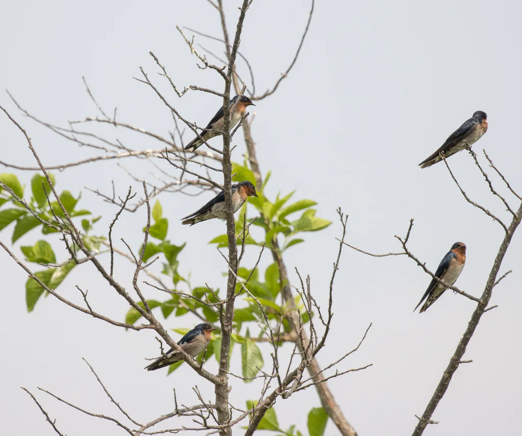 安哥拉燕(Hirundo angolensis)