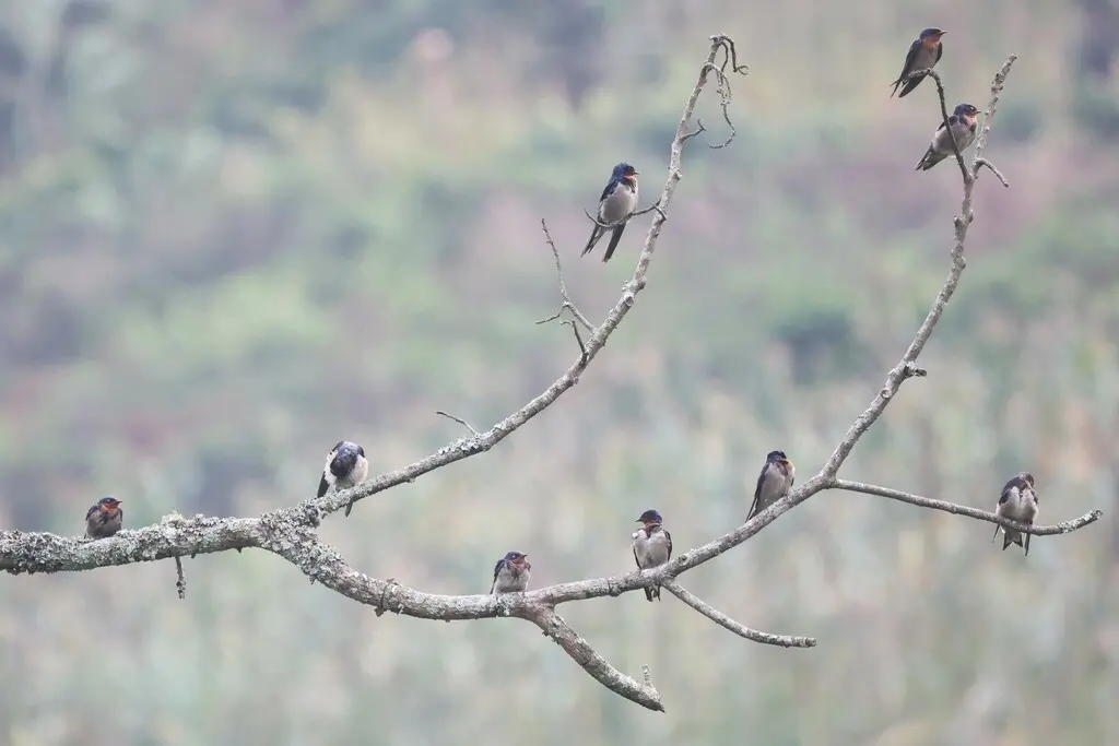 安哥拉燕(Hirundo angolensis)